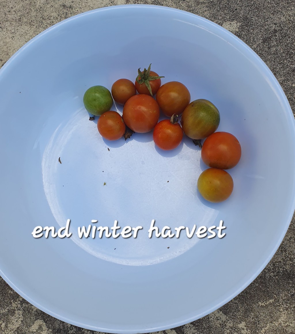 Vegepod: End of Winter&nbsp;Harvest